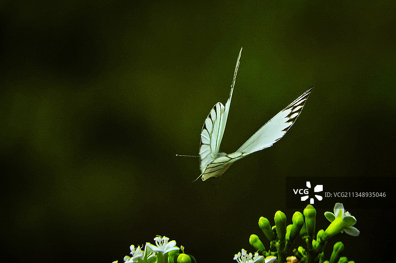 蝴蝶在花上授粉的特写镜头图片素材