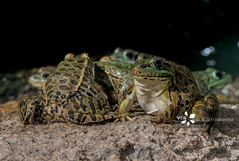 美国亚利桑那州地面上的青蛙特写图片素材