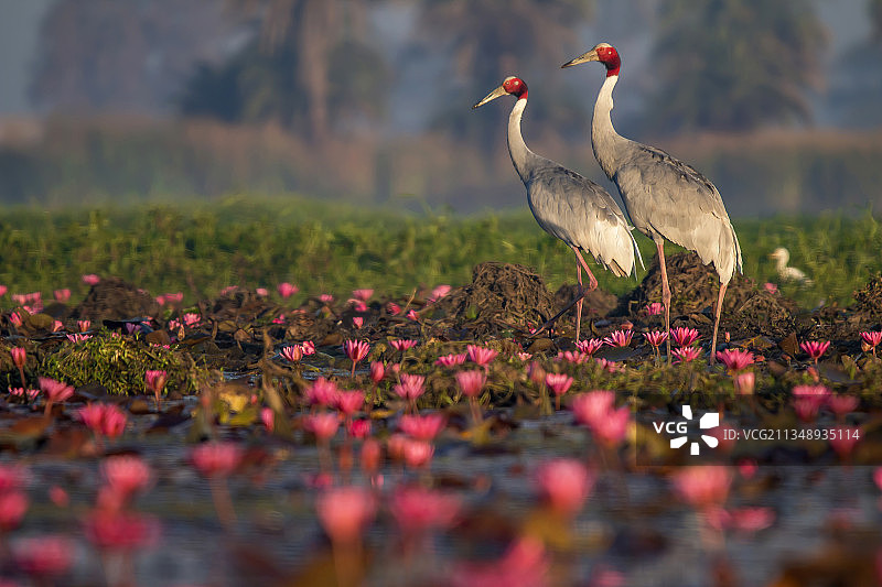 印度中央邦印多尔湖的鹈鹕图片素材