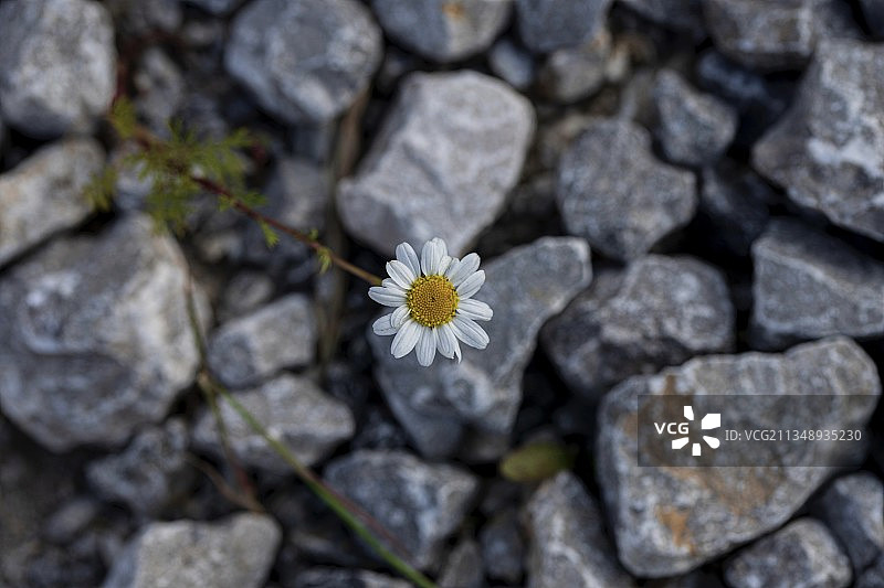 英国赫尔岩石上的开花植物高角度视图图片素材