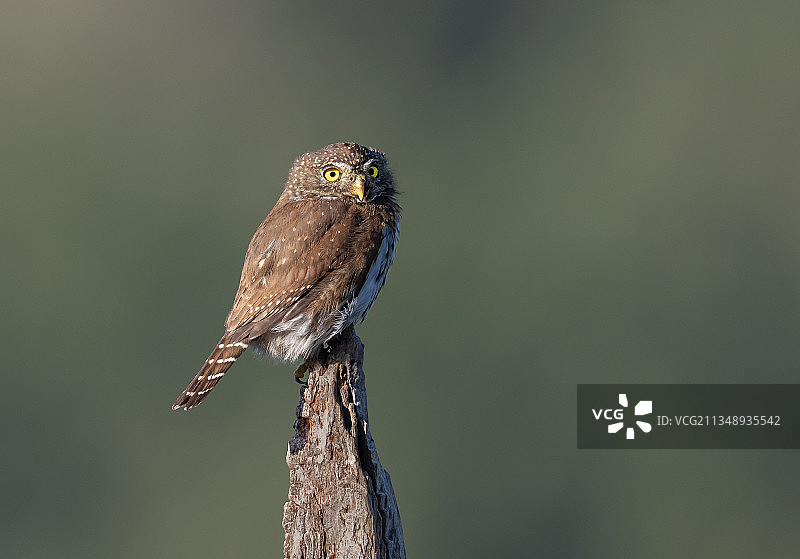 栖息在木头上的猫头鹰特写，加拿大不列颠哥伦比亚省帕克斯维尔图片素材