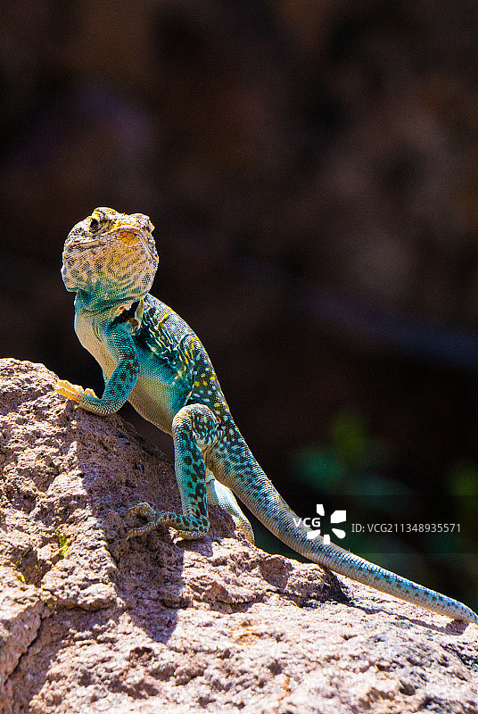 岩石上的鬣蜥特写，美国亚利桑那州迷信山图片素材