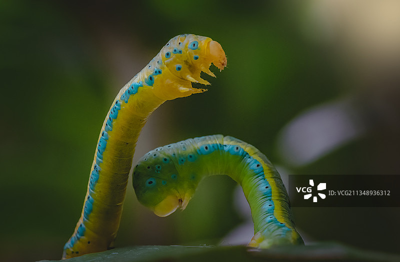 印度喀拉拉邦科钦植物上的毛毛虫特写图片素材