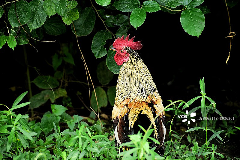 栖息在植物上的鸡特写图片素材