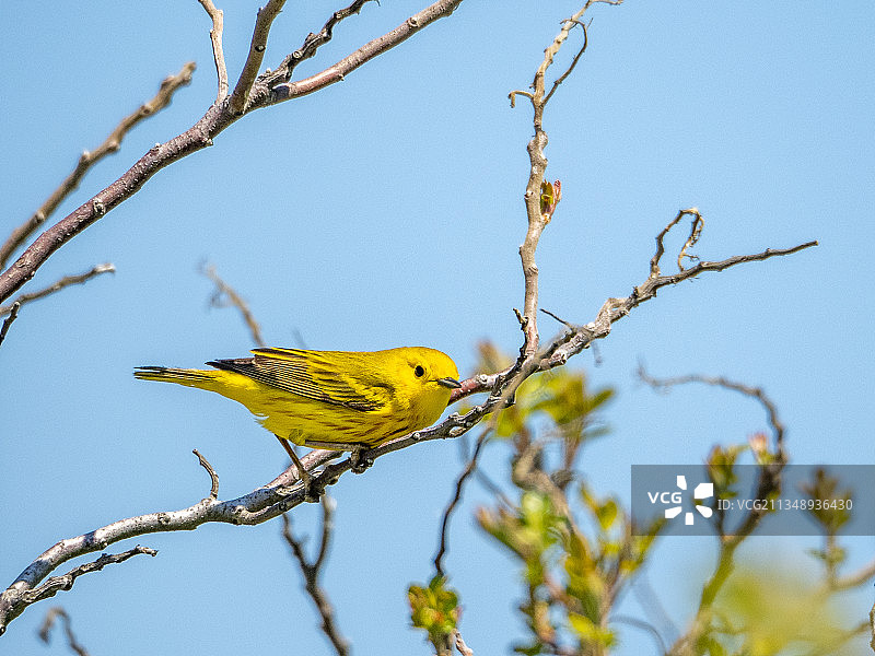 仰视角度拍摄的鸣禽栖息在树枝上，牙买加湾野生动物保护区，美国图片素材