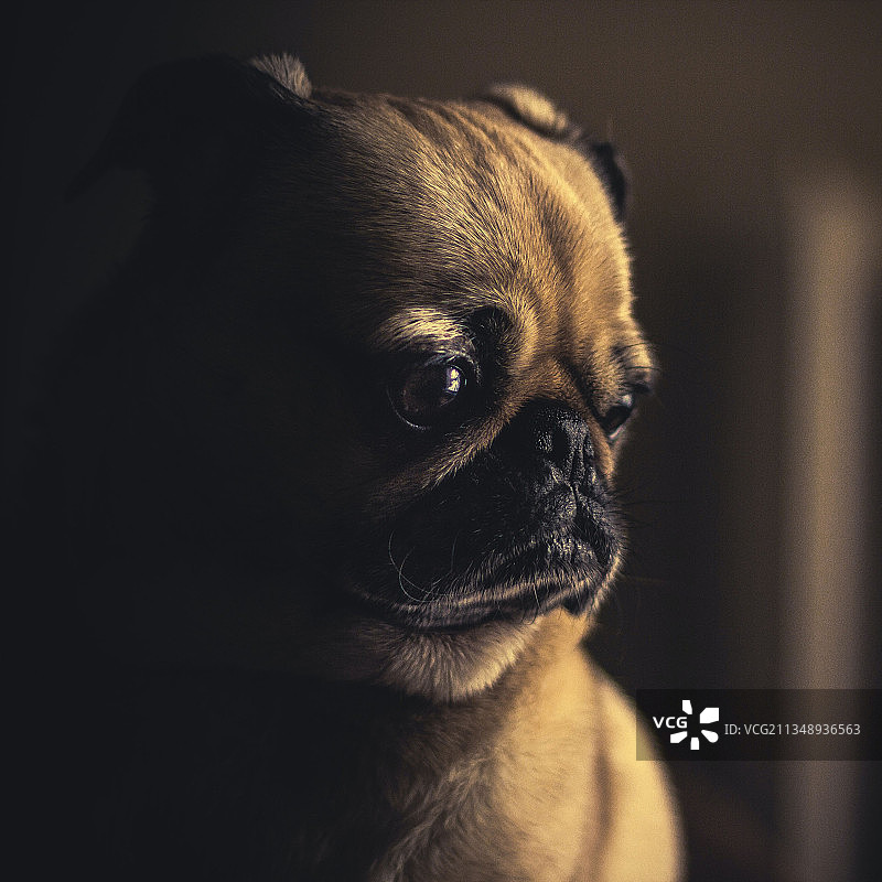 巴哥犬远眺的特写图片素材