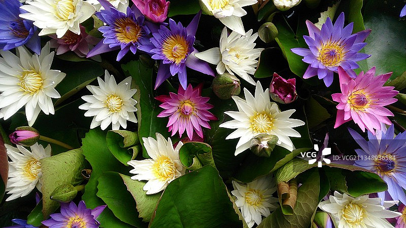 泰国彩色花朵全画幅照片图片素材