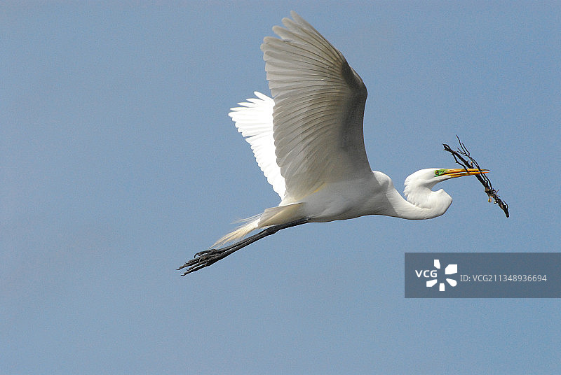 低角度拍摄的飞翔的白鹭，美国佛罗里达州大沼泽地图片素材