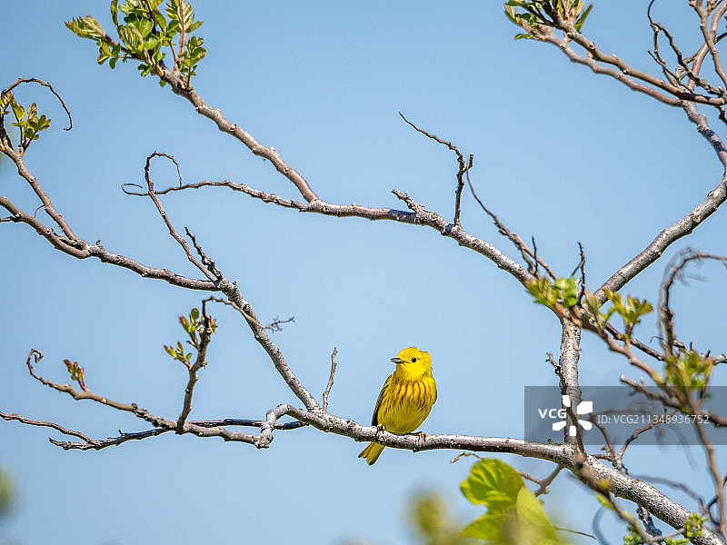 低角度仰望栖息在树上的鸣禽，牙买加湾野生动物保护区，美国图片素材