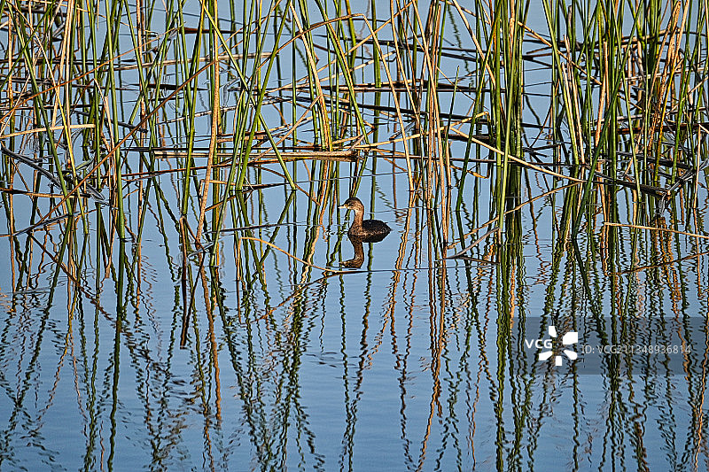翠鸟，美国佛罗里达州布里瓦德县图片素材