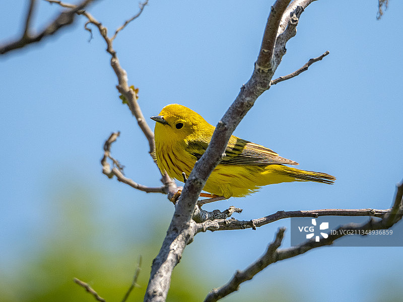 美国牙买加湾野生动物保护区，栖息在树枝上的鸟类特写图片素材