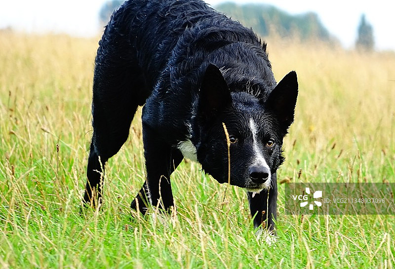 英国牛津的洛基边境牧羊犬图片素材