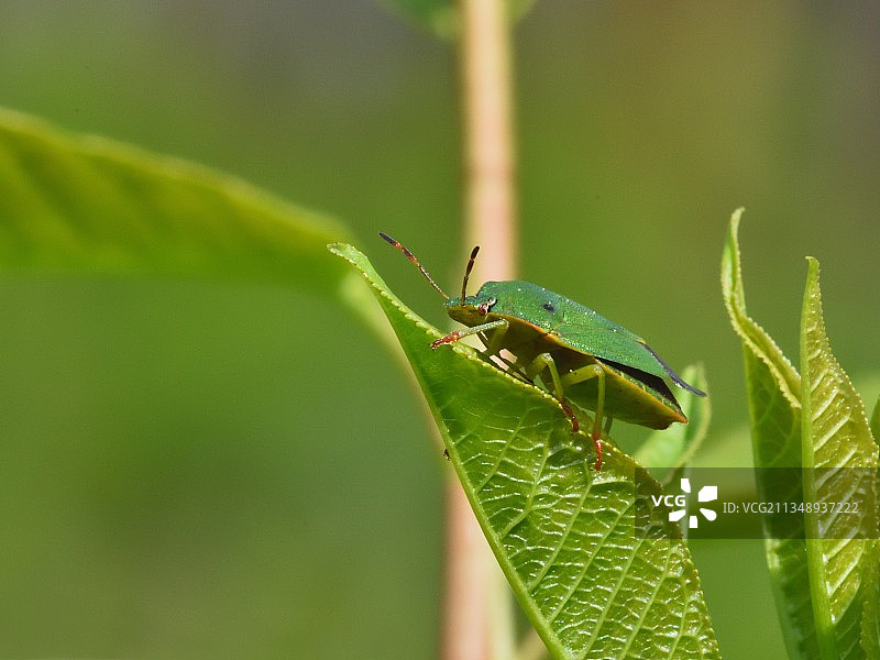 叶子上的昆虫特写，立陶宛阿萨瓦图片素材
