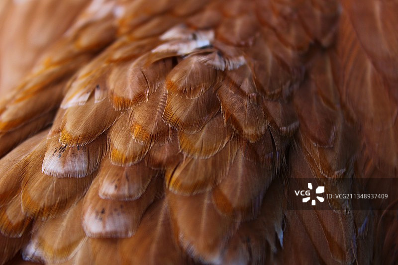 特写的鹰图片素材