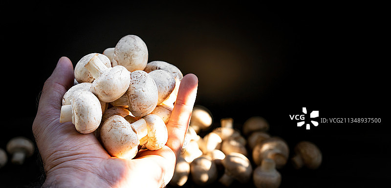 裁剪的手在黑色背景前拿着贝壳图片素材