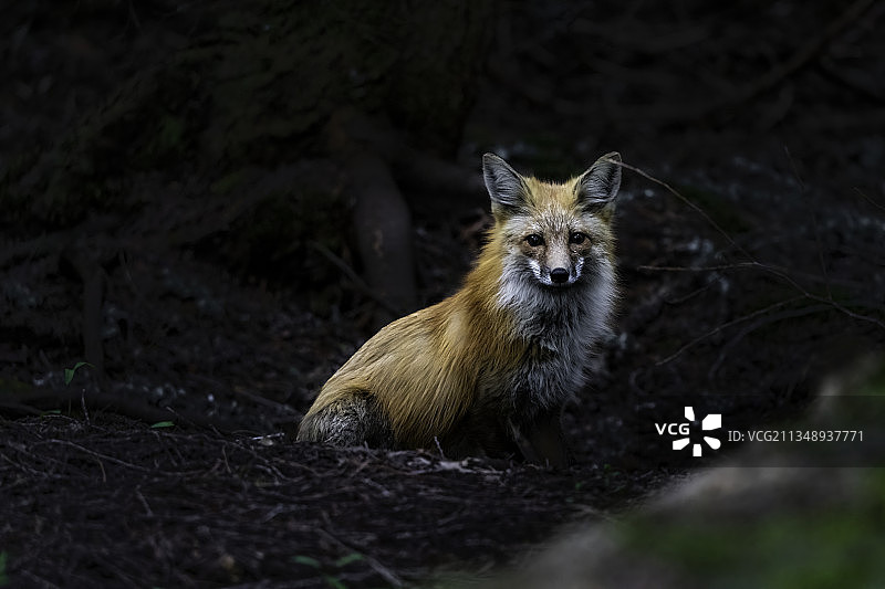 狐狸坐在陆地上的肖像，蒙大拿州，美国图片素材
