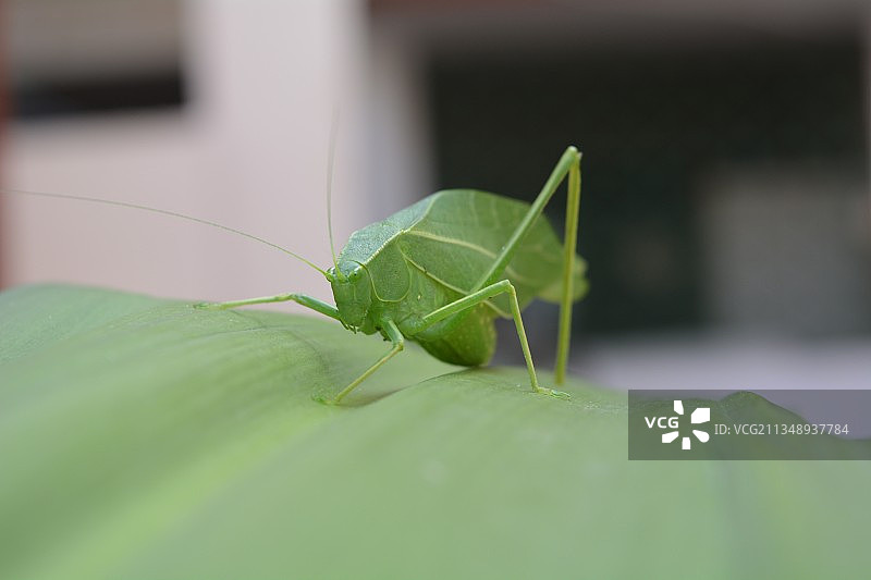 印度西孟加拉邦加尔贝塔树叶上的螳螂特写图片素材