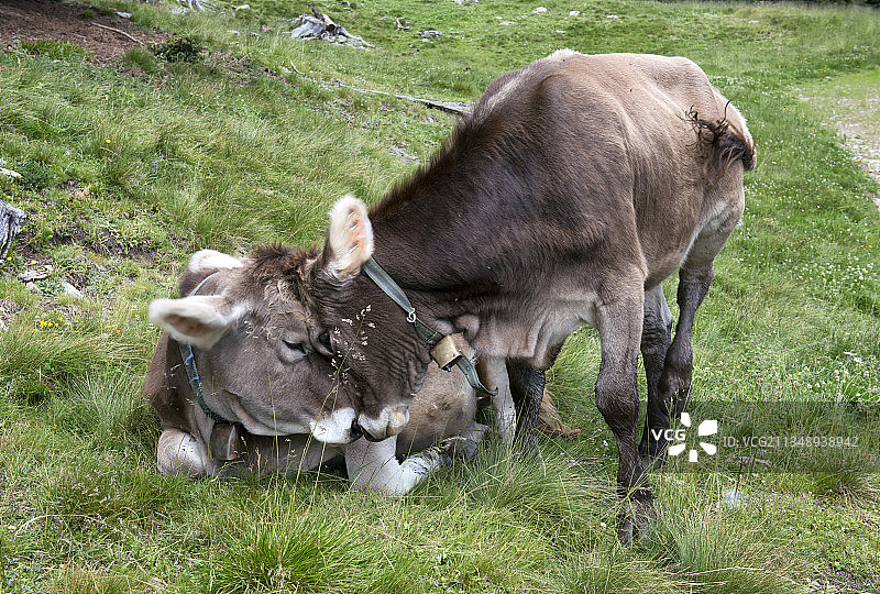 意大利巴斯蒂奥尼马乔里草地上奶牛吃草俯视图图片素材