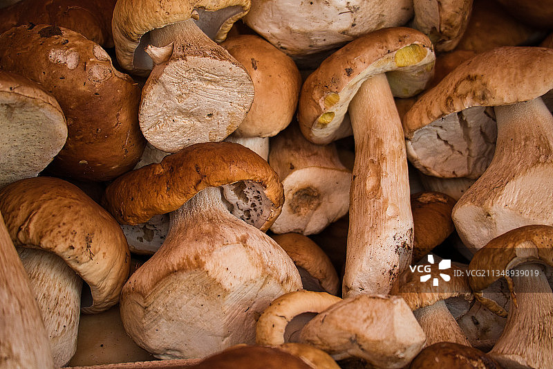 蘑菇全画幅照片图片素材