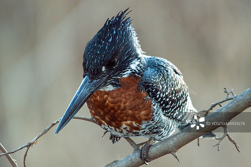 南非树枝上栖息的热带鸣雀鹛特写图片素材