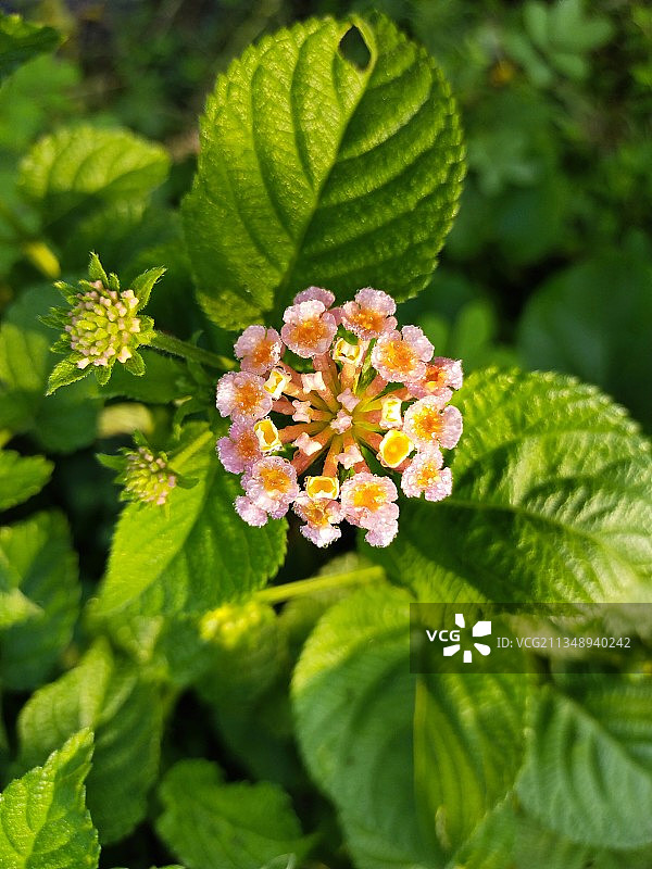 印度鲜花植物特写图片素材