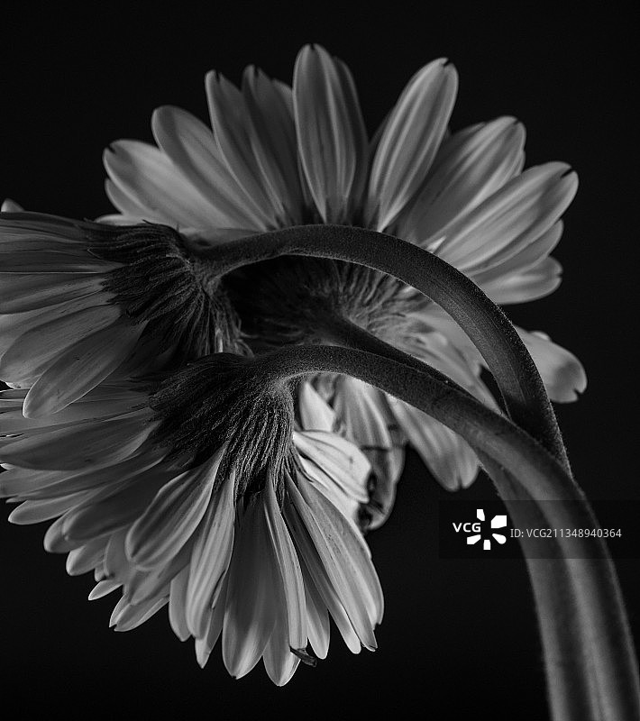 斗鱼特写，新西兰皇后镇，黑色背景图片素材