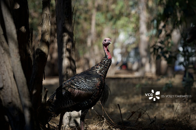 美国栖息在田野上的孔雀特写图片素材