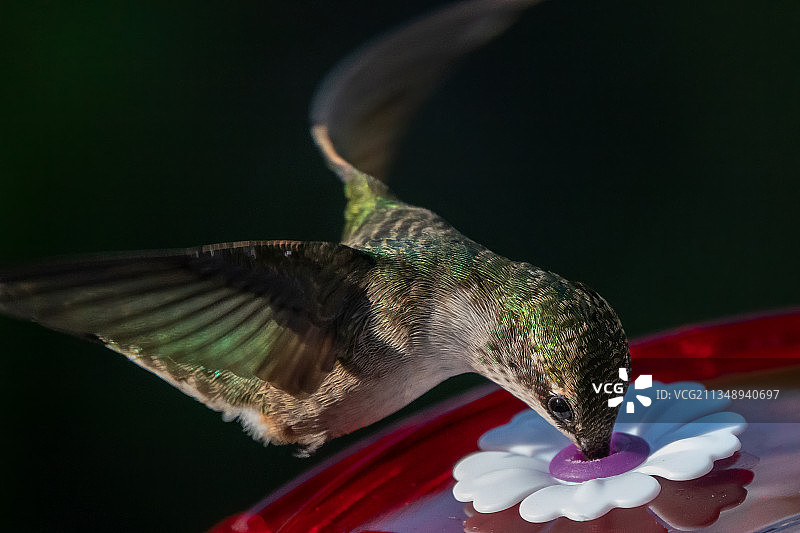 蜂鸟飞过黑色背景的特写图片素材