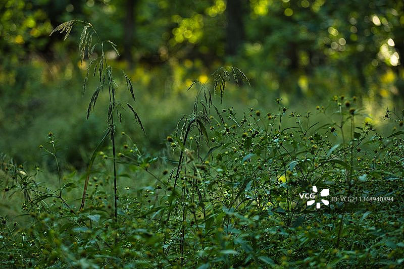 田野上生长的植物特写，格伦维尤，伊利诺伊州，美国图片素材
