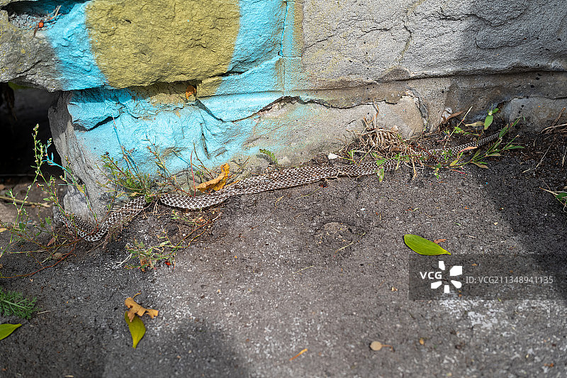 维也纳风化旧墙高角度视图，奥地利图片素材