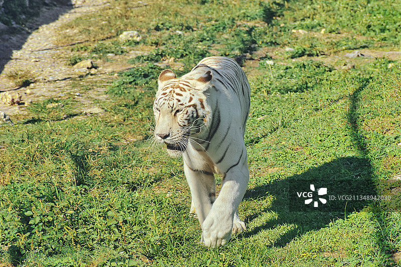 多米尼加共和国圣地亚哥-德洛斯卡瓦列罗斯的草地上行走的老虎的高角度景观图片素材