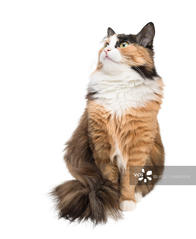 猫咪靠着白色背景坐着特写图片素材