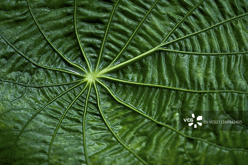 叶子特写镜头图片素材