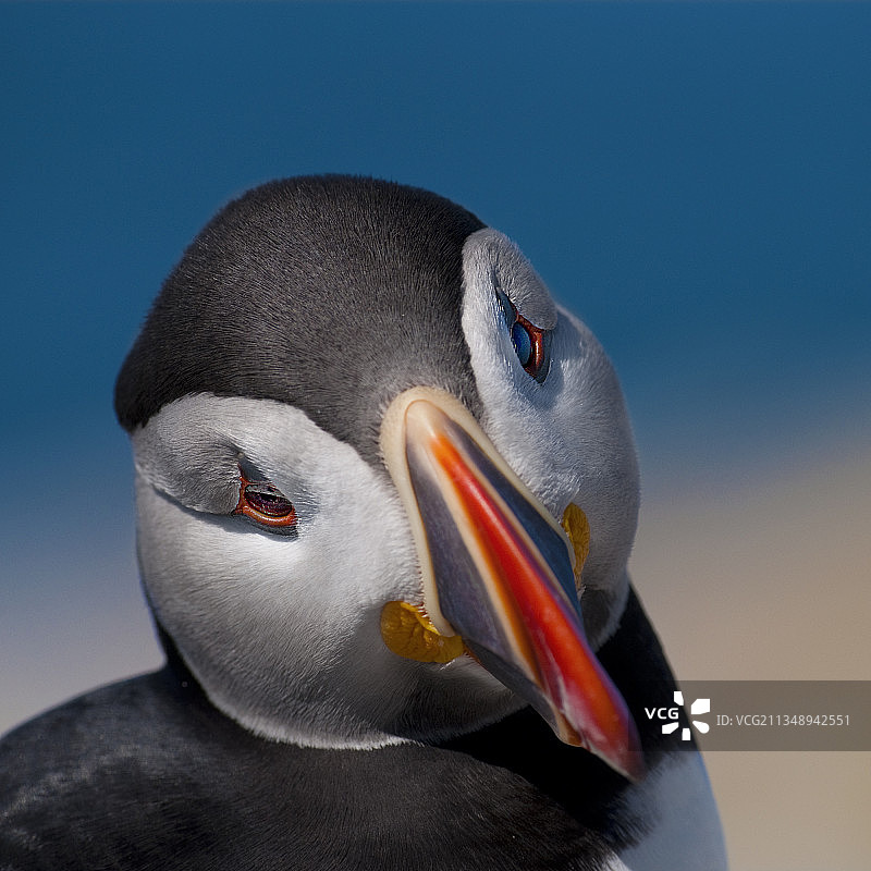 海雀特写，加拿大新不伦瑞克省大马南岛图片素材