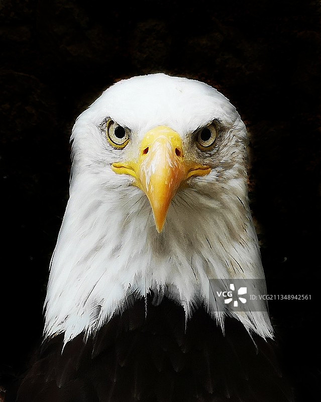 白头海雕特写图片素材