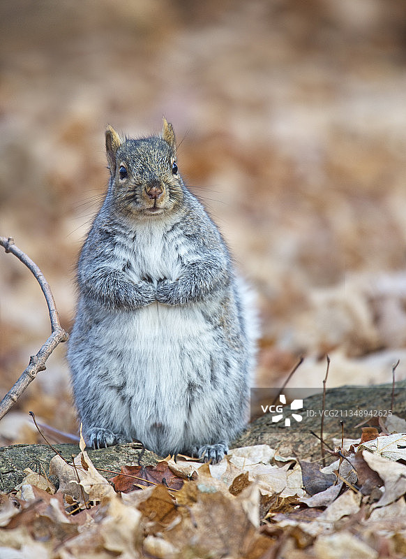 加拿大泥湖，灰色松鼠在地上图片素材