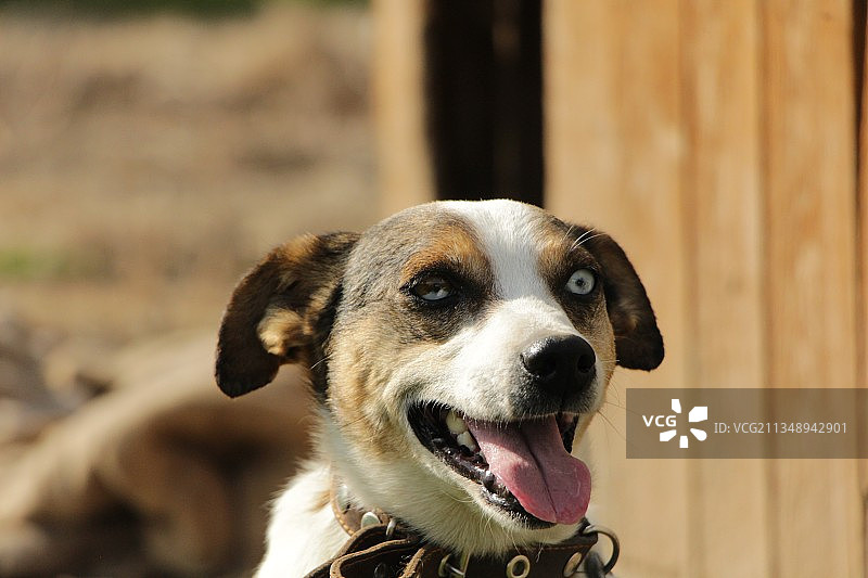 纯种犬伸出舌头的特写图片素材