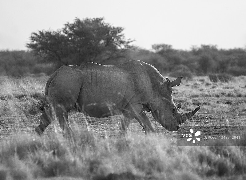 白色犀牛站在草地上的侧视图图片素材