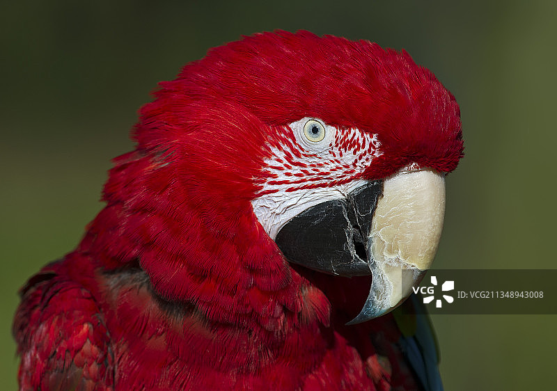 加拿大多伦多渥太华，金刚鹦鹉特写图片素材