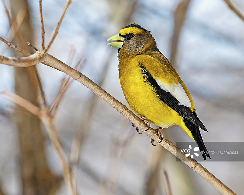 近距离拍摄栖息在树枝上的鸣禽，加拿大阿尔冈金省立公园图片素材