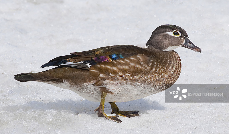 野鸭在田野上的特写，加拿大安大略省渥太华图片素材