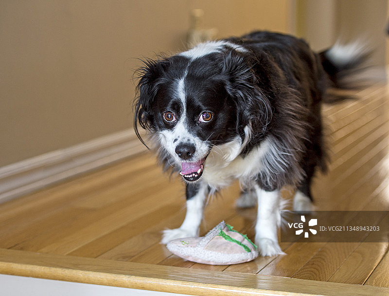 纯种牧羊犬居家坐地肖像，加拿大安大略省渥太华图片素材