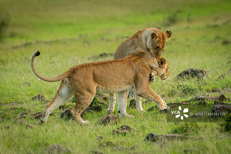 肯尼亚马赛马拉纳罗克草地上幼狮图片素材