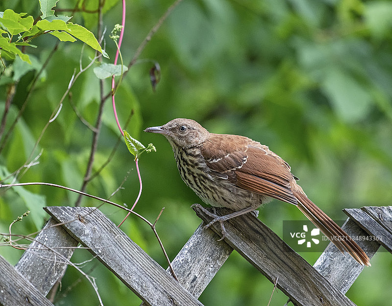 栖息在树枝上的鸣禽特写，加拿大图片素材