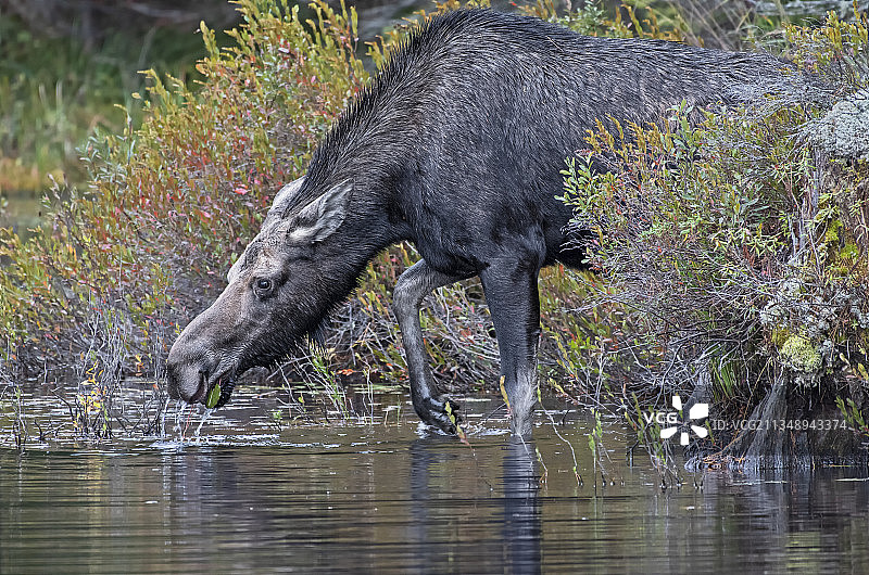 加拿大阿尔冈金省立公园的雌性驼鹿图片素材