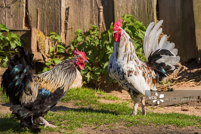 田野上的鸡群特写图片素材