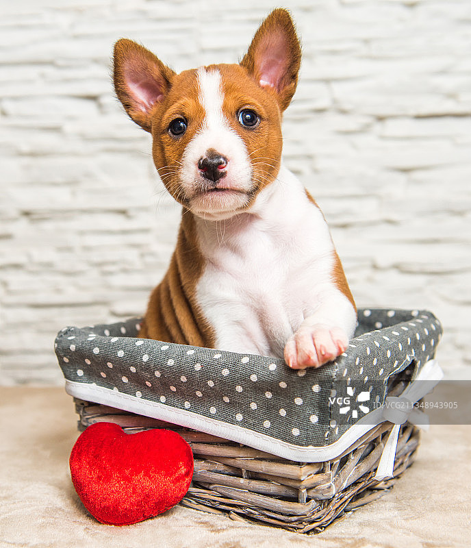 纸箱里的狗的肖像图片素材