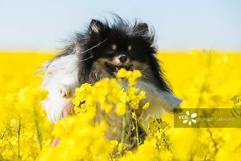 在黄色油菜花田中玩耍的博美犬图片素材