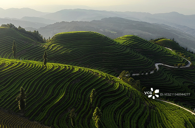 夕照茶山图片素材