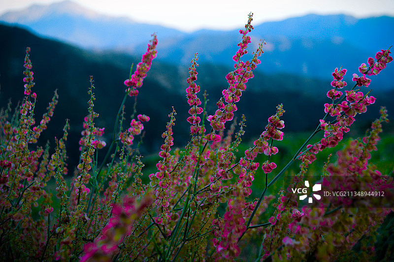 巴基斯坦粉色开花植物特写图片素材